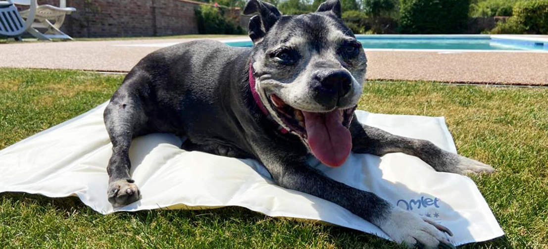 En glad hund som svalkar sig från solen på en kylmatta