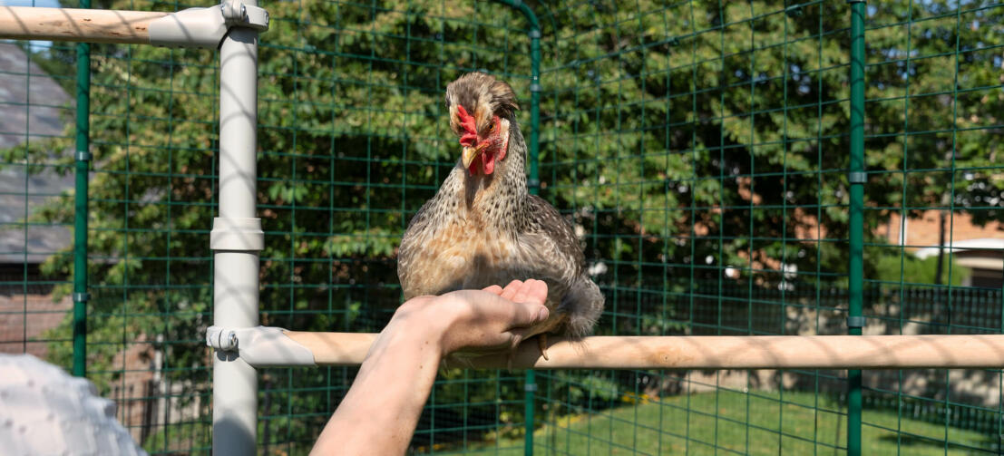 Kyckling som sitter på Poletree kycklingunderhållningssystem medan en person sträcker ut handen.