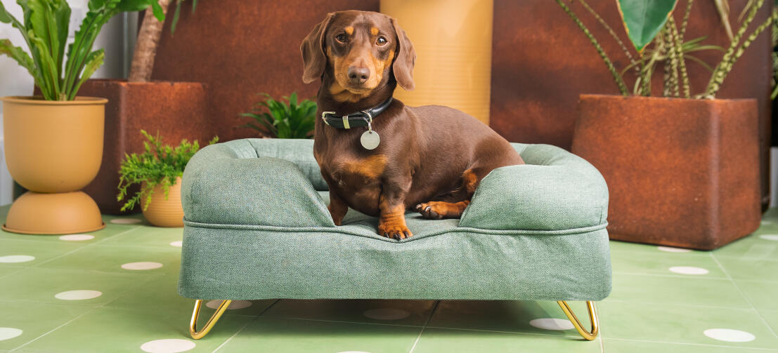Brun tax på ljusgrön bolster hund säng från Omlet