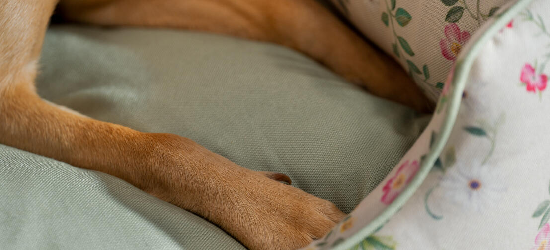 Närbild av en hund med tassarna i en bekväm hundbädd i Omlet nest
