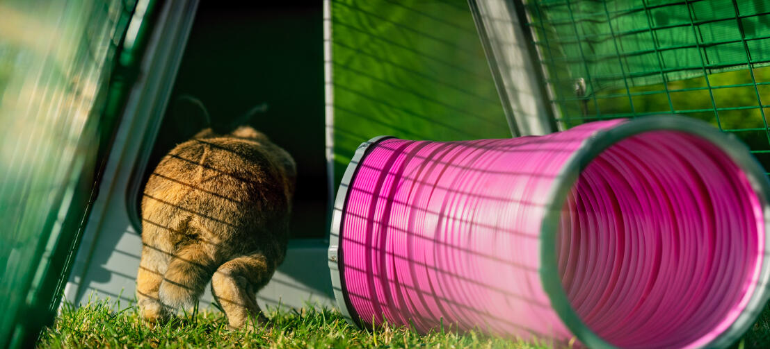 Kanin som hoppar in i en Eglu Go bur bredvid en rosa lektunnel.