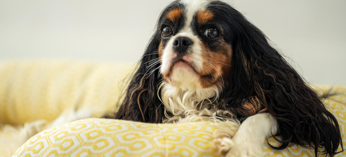 King charles spaniel vilar huvudet på en stödjande bolster-hundbädd av Omlet