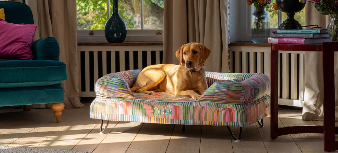 Labrador i vardagsrummet på upphöjd hundbädd