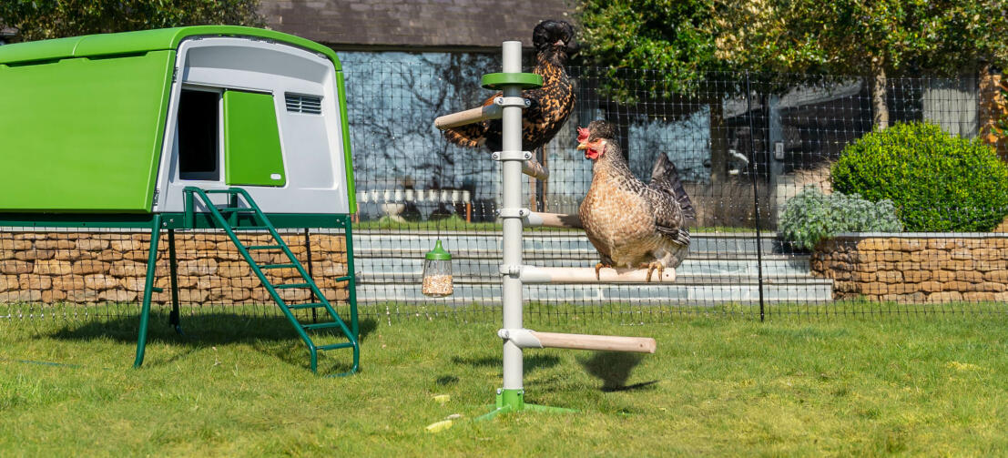 Solig trädgård med ett stort hönshus Eglu Cube och en fristående universell hönsställning inuti Omlet hönsStaketet