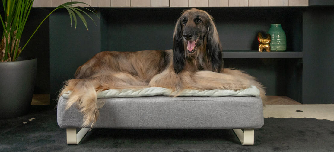 Gammal greyhound som ligger i en hundbädd av memory foam Topology