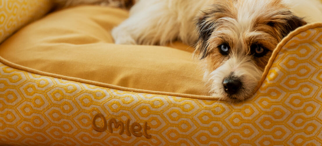 Terrier som kopplar av på en Omlet nest hundbädd i bikakemönster med pollenmönster.