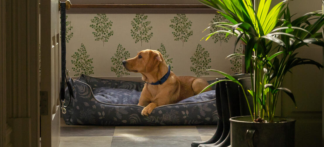 Retriever som tittar ut från sin snygga designer Omlet nest hundbädd