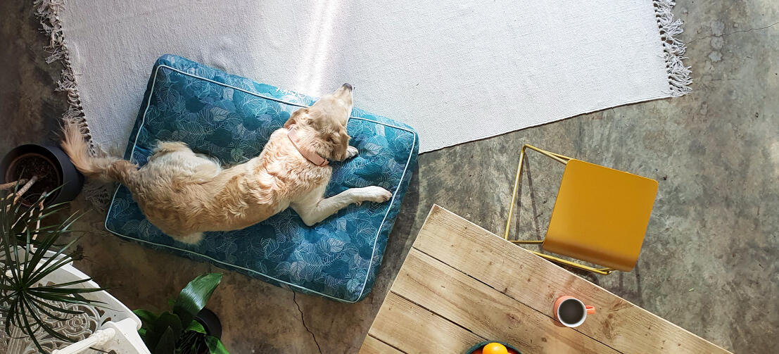 Retriever som ligger på en lättstädad mönstrad Omlet kuddehundsäng