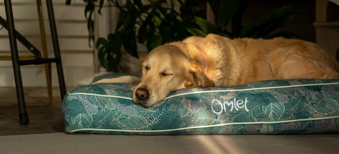 Retriever vilar på en bekväm och snygg Omlet kudde hundbädd
