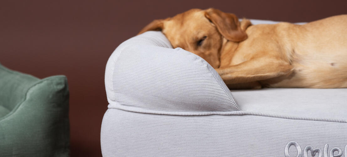 Retriever sover på en mysig Omlet bolster hundbädd