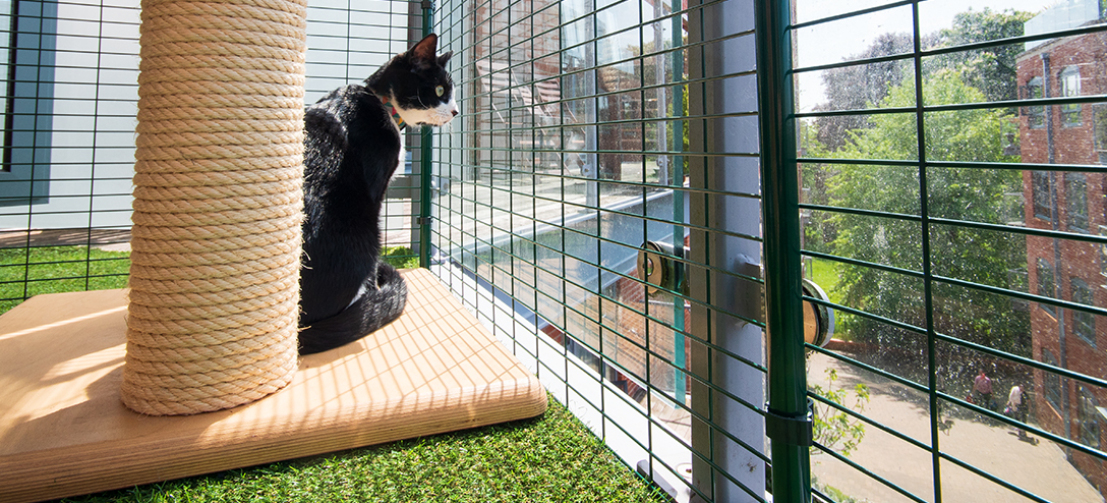 Din katt kommer älska att utforska sin nya säkra plats på balkongen och njuta av upplevelsen att vara utomhus