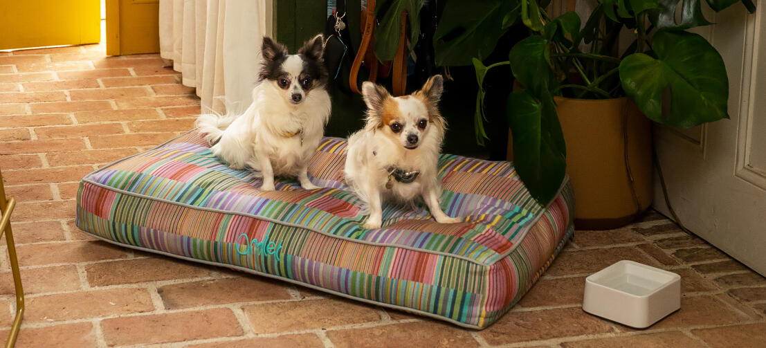 Två chihuahuor på en mjuk och kuddig Omlet hundbädd med kudde