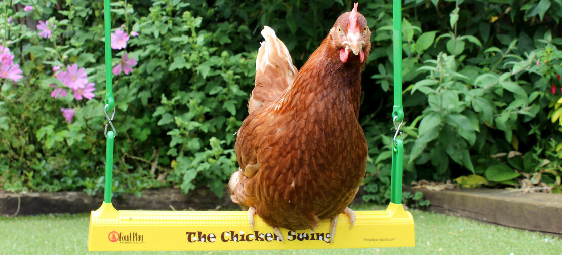 Höns älskar att gunga på The Chicken Swing