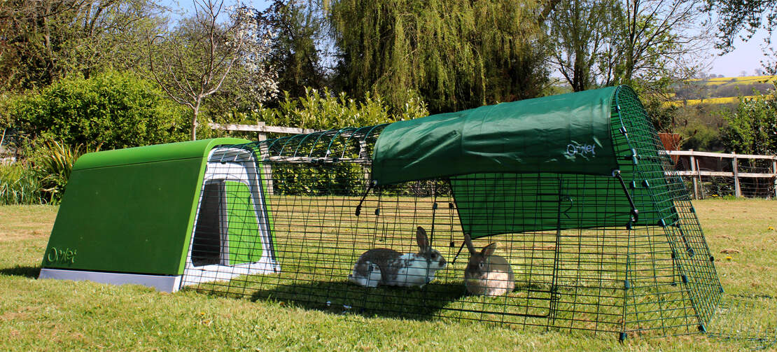Två kaniner leker på Eglu Gos gård