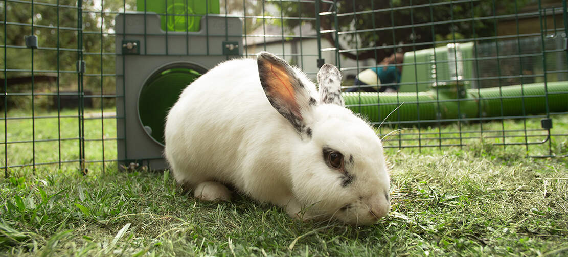 Zippi-tunnlarna gör att du kan ge dina kaniner färskt gräs varje dag Zippi-tunnlarna gör att du kan ge dina kaniner färskt gräs varje dag