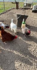 Fyra kycklingar som hackar på frön på marken som föll ur deras hackleksak