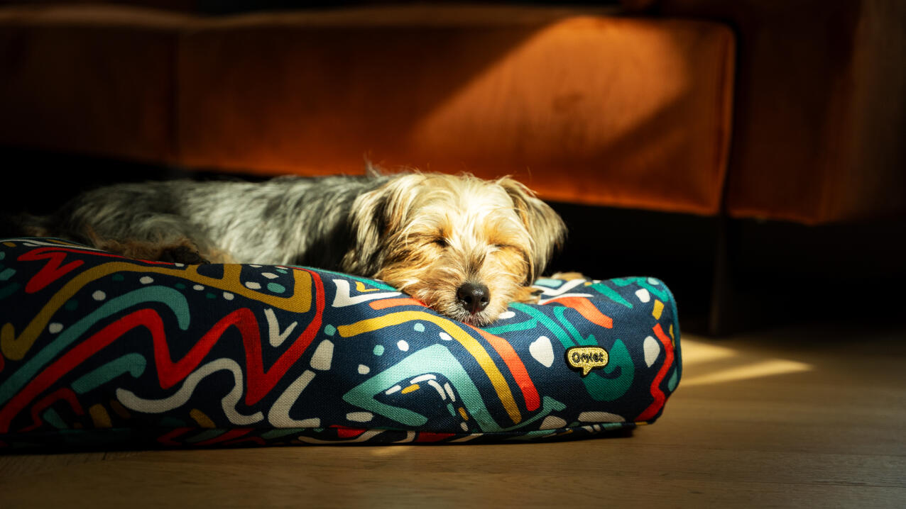 En hund som vilar på kudden i en hundbädd.