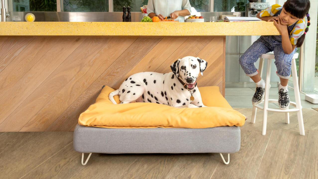 Dalmatiner på en Topology hundbädd med en gul sittpuff i ett modernt kök