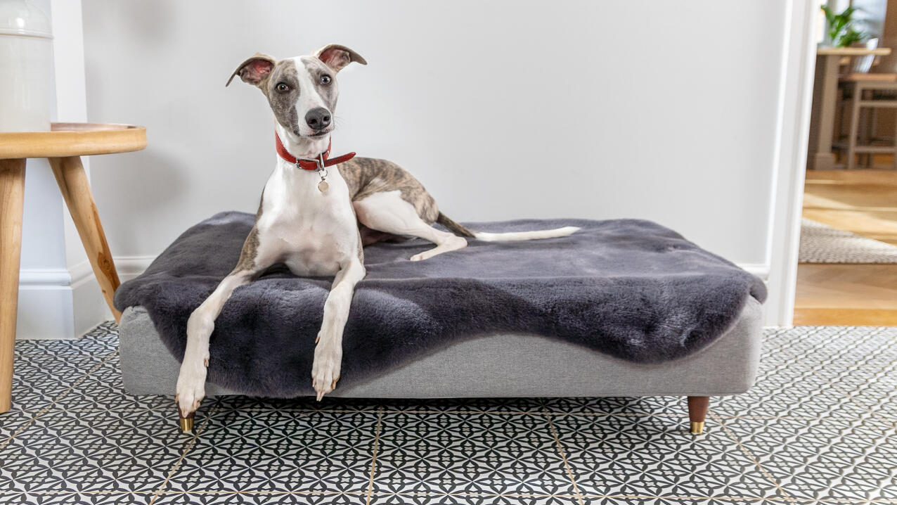 Greyhound som ligger på en stor Topology hundbädd med grå fårskinnstoppning
