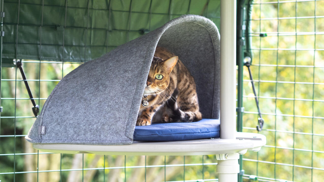 En katt som vilar i den plattform som är fäst vid Freestyle katträd utomhus