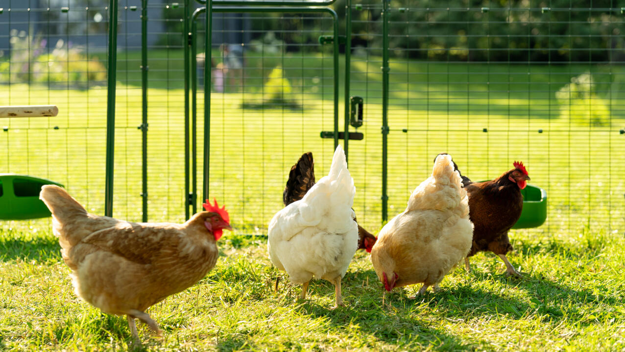 using-a-walk-in-chicken-run-provides-more-secure-space-for-your-hens-to-enjoy-dc.jpg