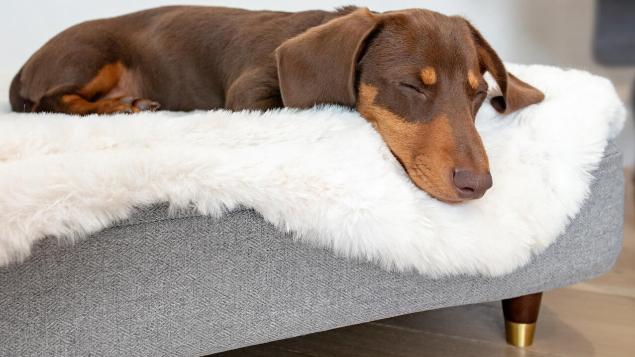 Korvhund som ligger på en Topology säng med en vit fårskinnstoppning