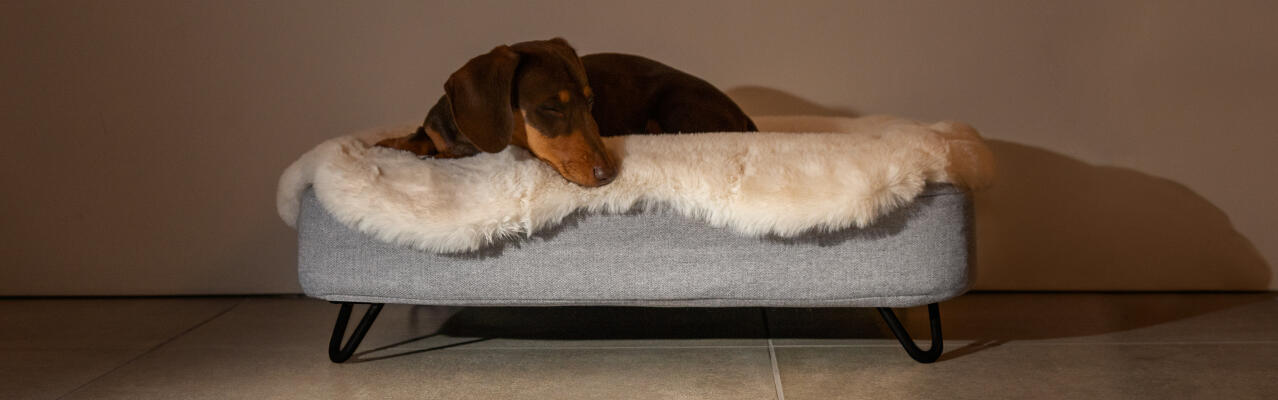Hund som sover i en Topology hundbädd med fårskinnstoppning