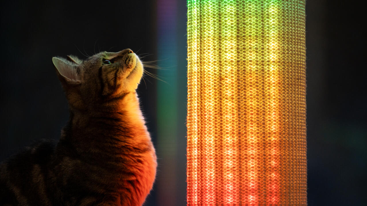 Katt tittar på regnbågsfärgat ljus på Switch kattskrapa