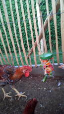 En kyckling som hackar på en Caddi Godishållare med grönsaker i.