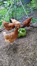 4 lyckliga kycklingar som alla kan äta utan att bråka - esme aggie mags och gythia 