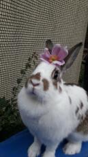Kanin med blomma på huvudet