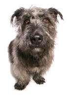 Glen of Imaal-terrier