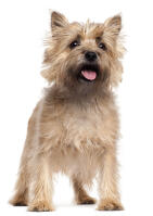 Cairnterrier