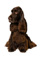 Field spaniel