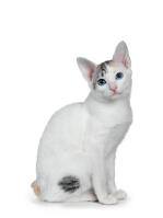 Japanese bobtail