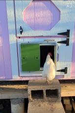 En kyckling Gosom går in i sitt stall genom en grön automatisk stalldörr.