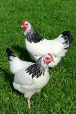 2 kycklingar på gräs
