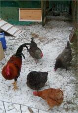 Fyra kycklingar och en tupp i Snow
