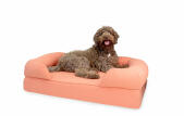 En stor brun hund satt på en stor rosa skumkudde med minnesskum bolster säng bolster säng