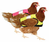 Får en högvisande kycklingjacka i varje färg.