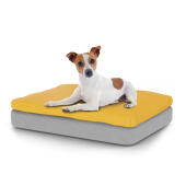 Hund som sitter på en liten Topology hundbädd med bönsäck