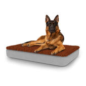 Hund som sitter på stor Topology hundbädd med mikrofibertopp