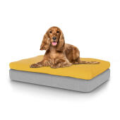 Hund sitter på medium Topology hundbädd med bönsäck
