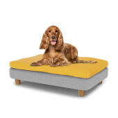Liten hund sitter på medium Topology hundbädd med bönsäck och runda träfötter