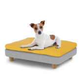 Liten hund som sitter på en liten Topology hundbädd med bönsäck och runda träfötter