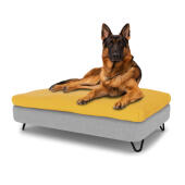 Hund som sitter på en stor Topology hundbädd med sittpåsar och hårnålsfötter i svart metall