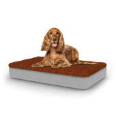 Hund som sitter på medium Topology hundbädd med mikrofibertopp