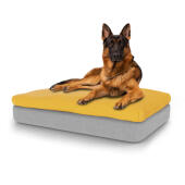 Hund som sitter på stor Topology hundbädd i minnesskum med sittsäckstoppare