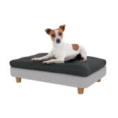 Jack russell i den lilla Topology hundsängen