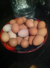 Dessa ägg lades av två kycklingar på två veckor